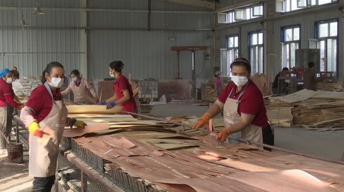 新疆疏勒县木材加工产业推动富民振兴